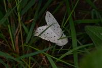 Spilosoma lubricipeda