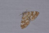 Perizoma flavofasciata
