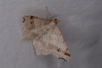 Macaria notata