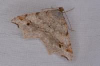 Macaria notata
