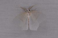 Jodis lactearia
