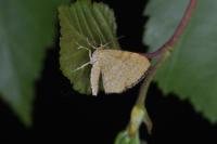 Euchoeca nebulata