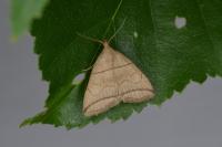 Herminia grisealis