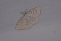 Cabera exanthemata