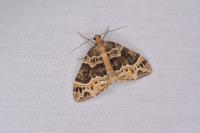 Ecliptopera silaceata