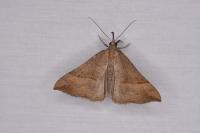Hypena proboscidalis