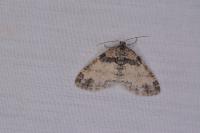 Lobophora halterata