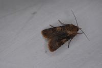 Agrotis puta