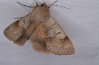 Minucia lunaris