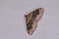 Xanthorhoe spadicearia/ferrugata