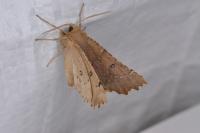 Odontopera bidentata