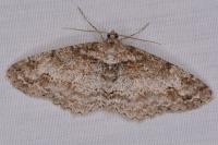 Paradarisa consonaria