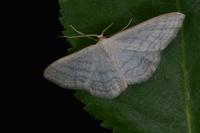 Idaea subsericeata