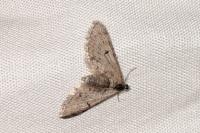 Eupithecia tantillaria