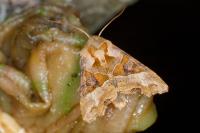 Phlogophora meticulosa