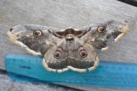 Saturnia pyri
