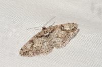Cleora cinctaria