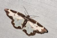 Lomaspilis marginata