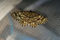 Chiasmia clathrata