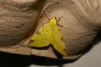 Opisthograptis luteolata