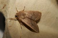 Orthosia cerasi