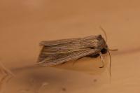 Mythimna riparia