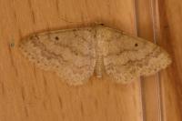 Idaea biselata