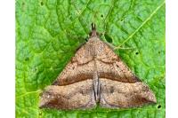 Hypena proboscidalis