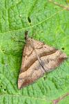 Hypena proboscidalis