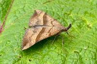 Hypena proboscidalis