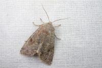 Orthosia incerta