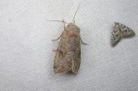 Orthosia incerta