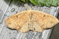 Cyclophora porata