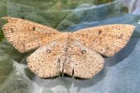 Cyclophora porata