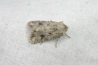 Anarta sodae