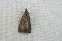 Schrankia costaestrigalis
