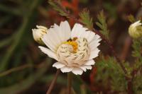 Cucullia chamomillae