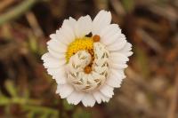 Cucullia chamomillae