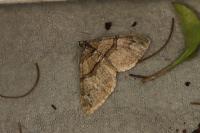 Pareulype berberata berberata
