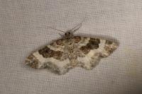 Epirrhoe rivata