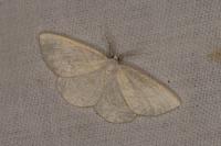 Cabera exanthemata