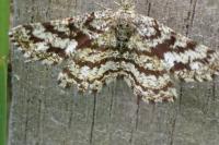 Ematurga atomaria