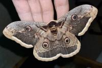 Saturnia pyri