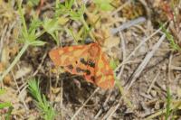 Arctia testudinaria