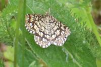 Chiasmia clathrata