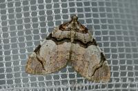 Anticlea derivata