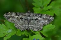 Peribatodes rhomboidaria rhomboidaria