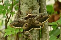 Saturnia pyri