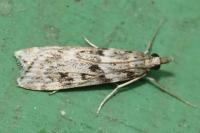 Eudonia angustea
