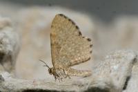 Euchoeca nebulata